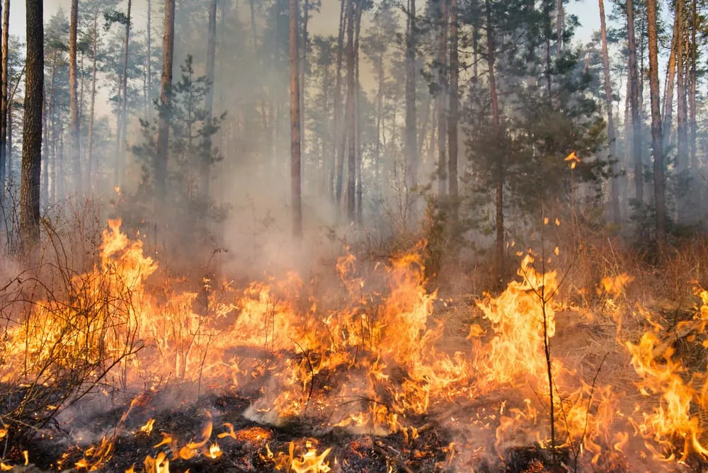 Incendi boschivi: come prevenirli?
